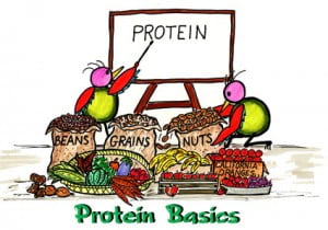 protein-basics
