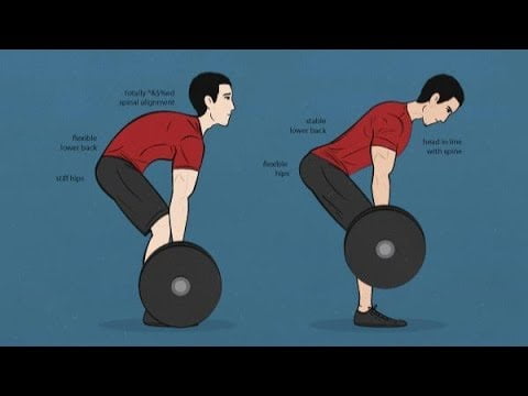 Image result for cat back in deadlifting