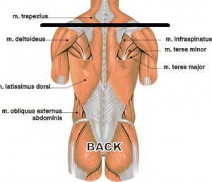 backchestmuscles