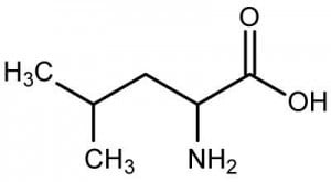 leucine-300x165